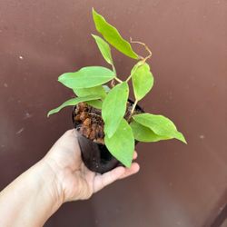 5” hoya patricia
