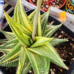 Succulents Plants Variegated Pick Up In Upland 1 Avail