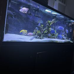 125 Gallon Tank And Stand 