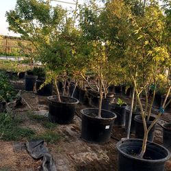 Plants Trees Arboles
