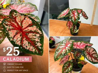Caladium