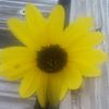 Lilly