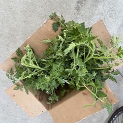 FREE Tomato Plants 
