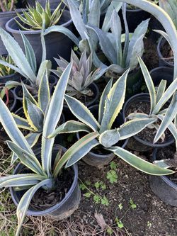 Agave 
