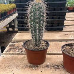 Rare Cardon Cactus 6”
