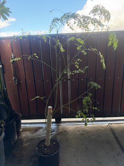 Moringa tree