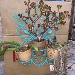 Succulent/Rattail Cactus/Jade Plants with Hanging Plant Holder