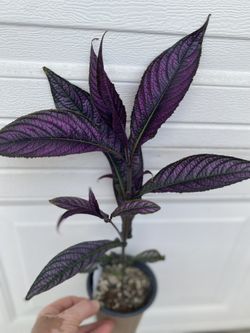 Purple Persian CHIELD Shade Plant, In 6 Inch Pot Pick Up Only
