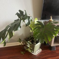 Monstera Plant