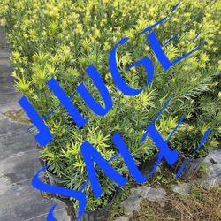 one free podocarpus for every 20 purchase only $8.50 all sizes available 