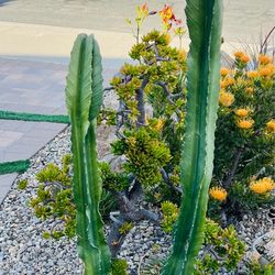 Euphorbia Cactus