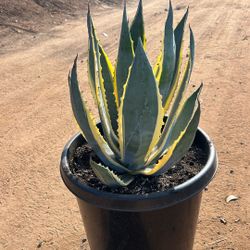 Agave Americana 15g