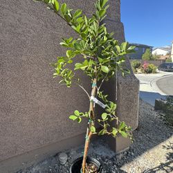 Strawberry Guava Tree
