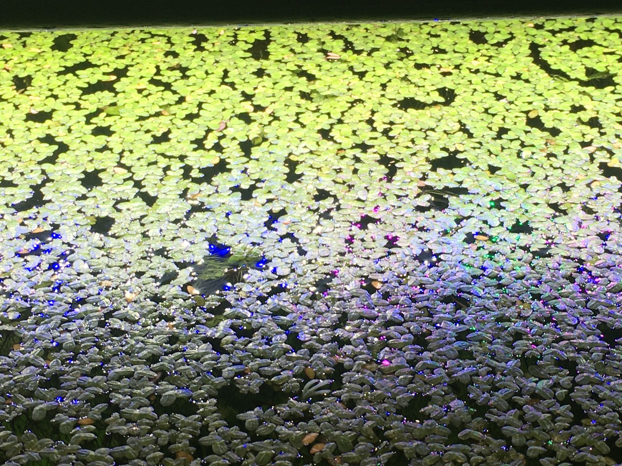 Duckweed Lemnaceae Aquarium Plant