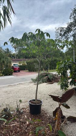 Bombax Ceiba