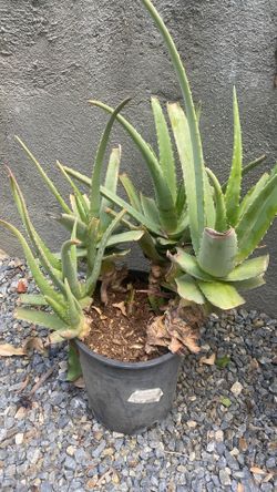 Organic Aloe Vera Leaves