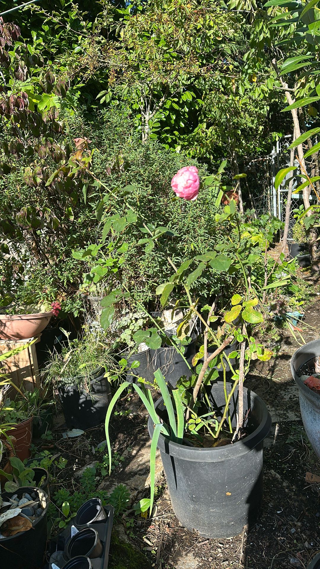 Pink Rose