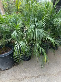 Phoenix roebelenii, dwarf date palm, pygmy date palm, miniature date palm or robellini palm tree 15gal