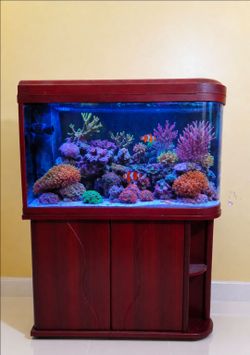 All glass bullet shape aquarium