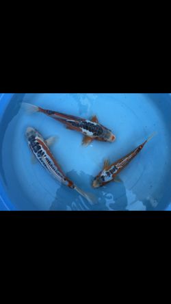 Koi