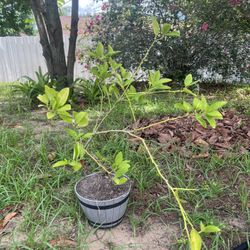 Lemon Tree