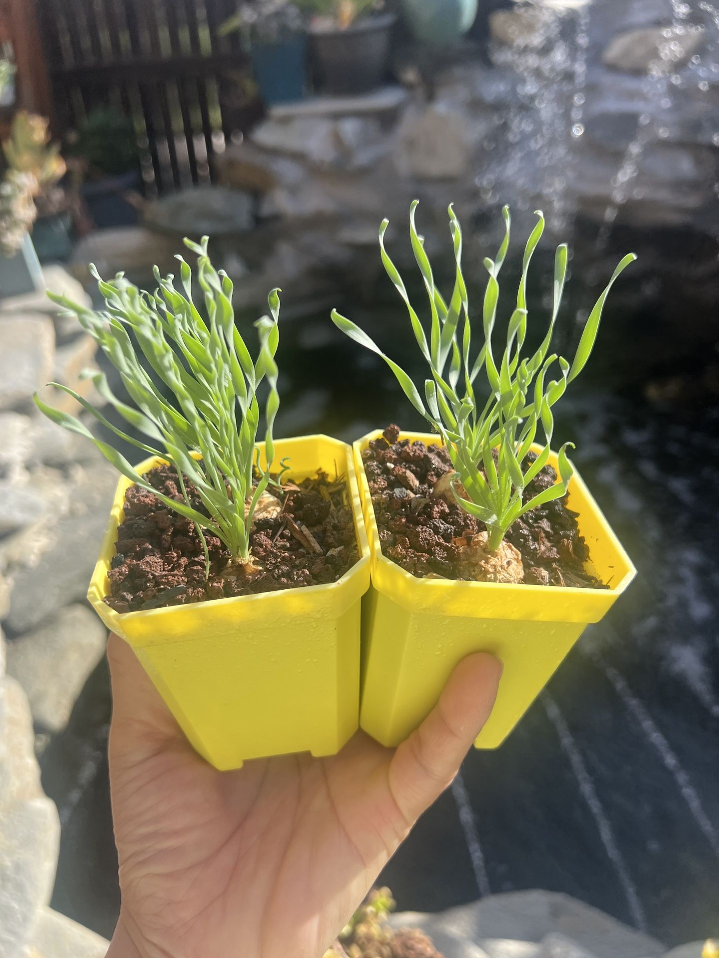  Albuca concordiana 2 Plants In A Pot 