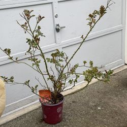 Huge Coral Cove Rosa Balove Changing Color Dark Pink Than Change To Orange And Finally To Bright Yellow Center Double Bloom