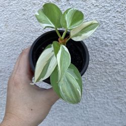 Beautiful Philodendron Rio Sport Plant 