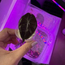 alocasias/begonia Pups