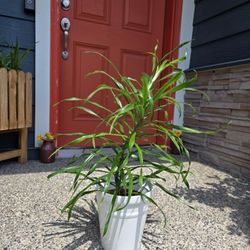 Indoor Plant Live