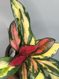 Hoya Tricolor