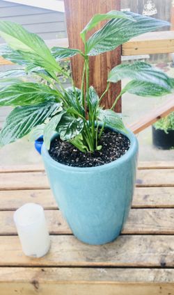 Live indoor Peace Lily house plant in a ceramic planter flower pot—firm price