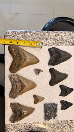 Megaladon teeth fossils