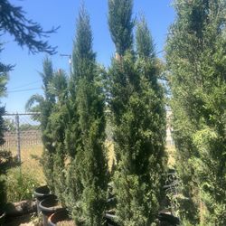 Italian Cypress Privacy