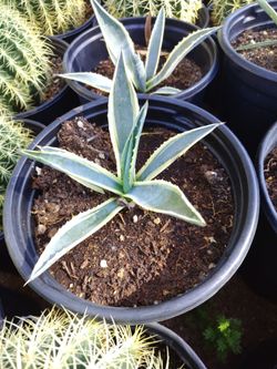 Agave