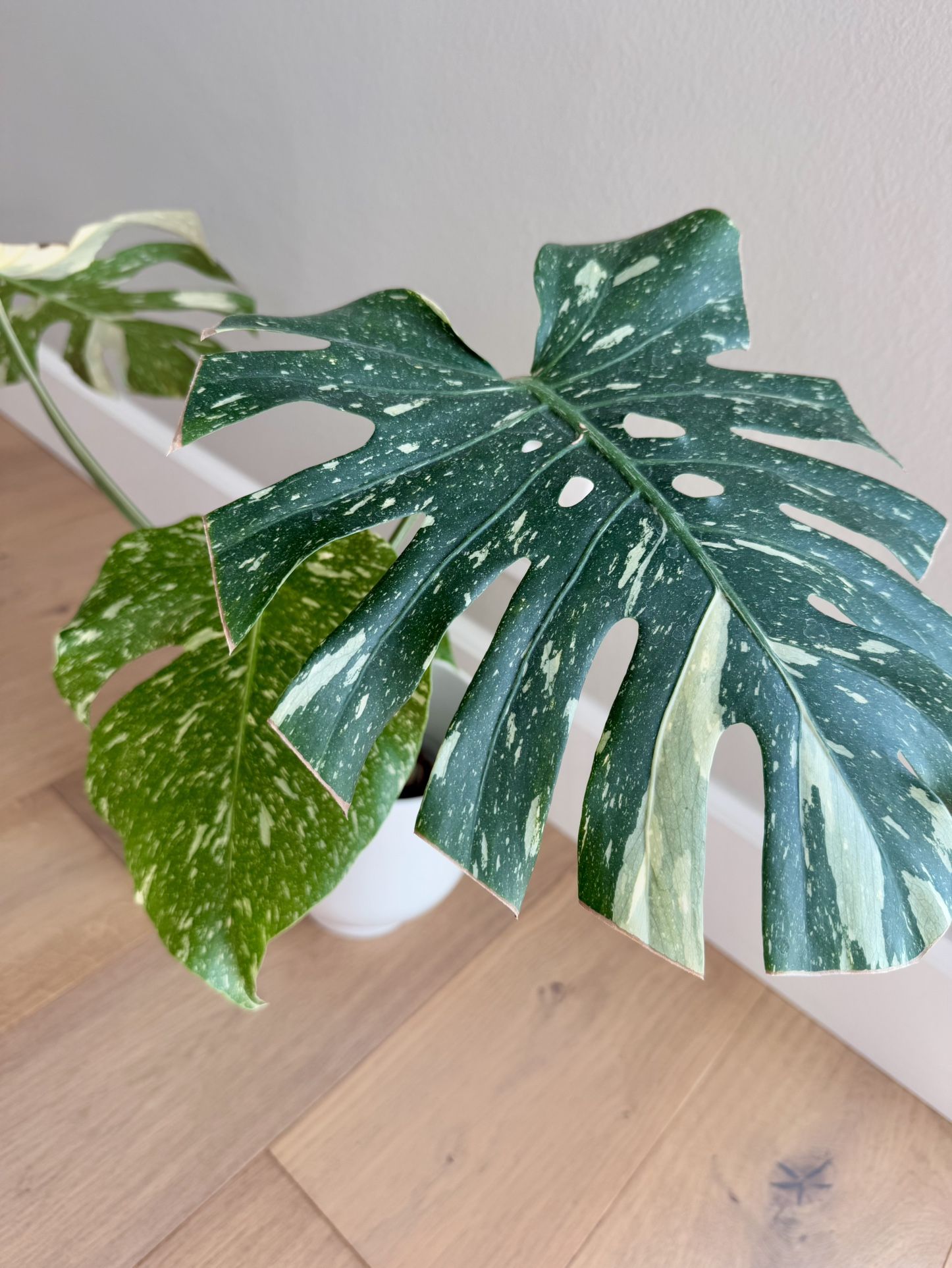 Monstera Thai Constellation 
