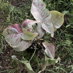 Sygonium Milk Confetti 