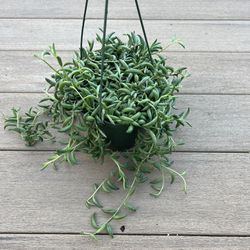 String of Bananas Succulent Live Plant ,Comes in a 6” nursery pot. ☑️ profile for more plants