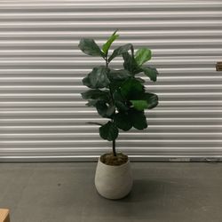Faux Fiddle Leaf Fig 