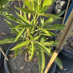 White Sapote Tree Zapote