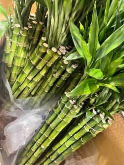 18” Tall Lucky Bamboo Tree (5 for $20)