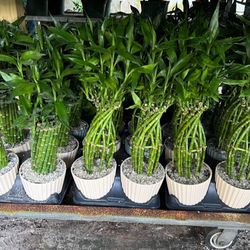 HOME PLANTS- SPECIAL PRICE LUCKY BAMBOO