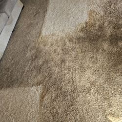 Carpet Cleaner
