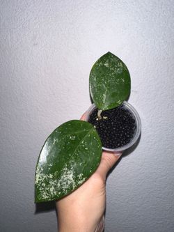 Hoya Acuta Pink Splash