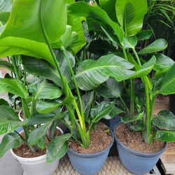 Giant   Bird  Paradise