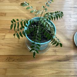 Fresh Healthy Curry Plant 🪴 