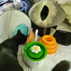 Cat Bundle