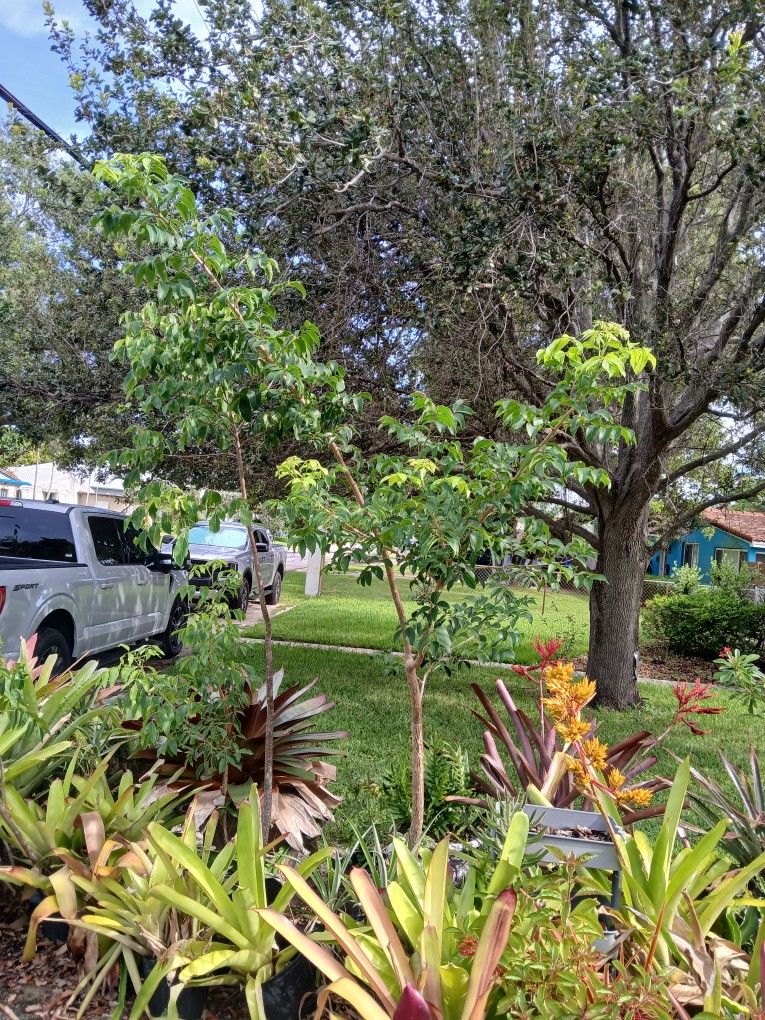 Gumbo Limbo Tree Landscape Plant FL Native