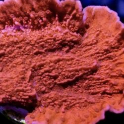 Red Monticap Coral Toy