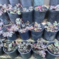   Heuchera  
